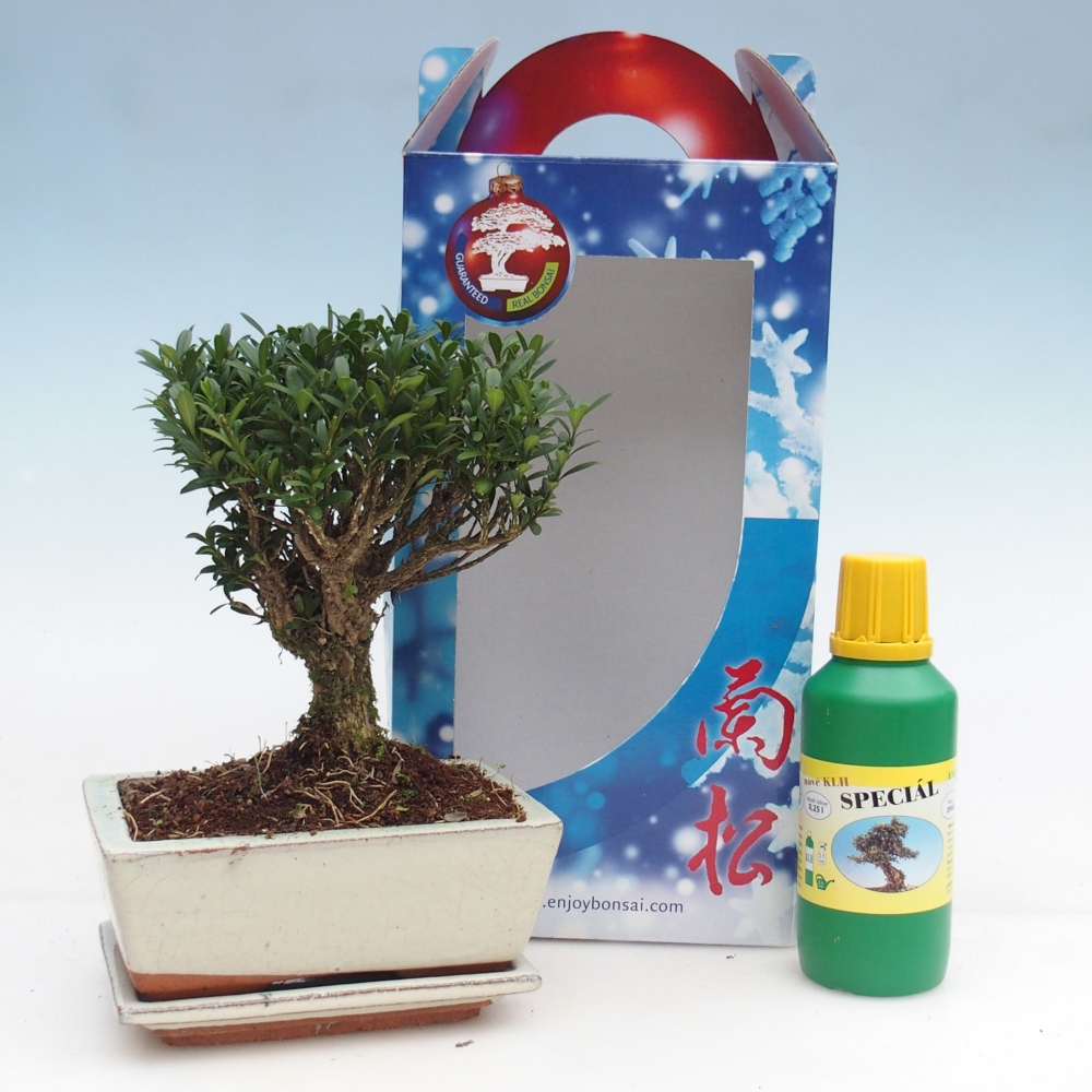 Bonsaï de chambre en boîte cadeau Buxus harlandii - buxus liège