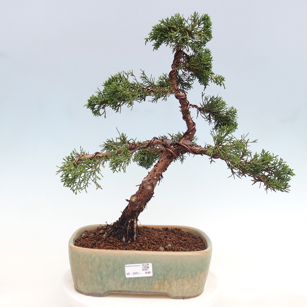 Bonsaï d'extérieur - Juniperus chinensis Kishu