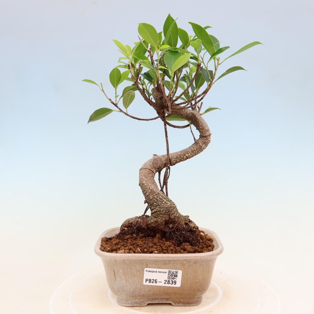Salle bonsaï - Ficus kimmen - ficus à petites feuilles