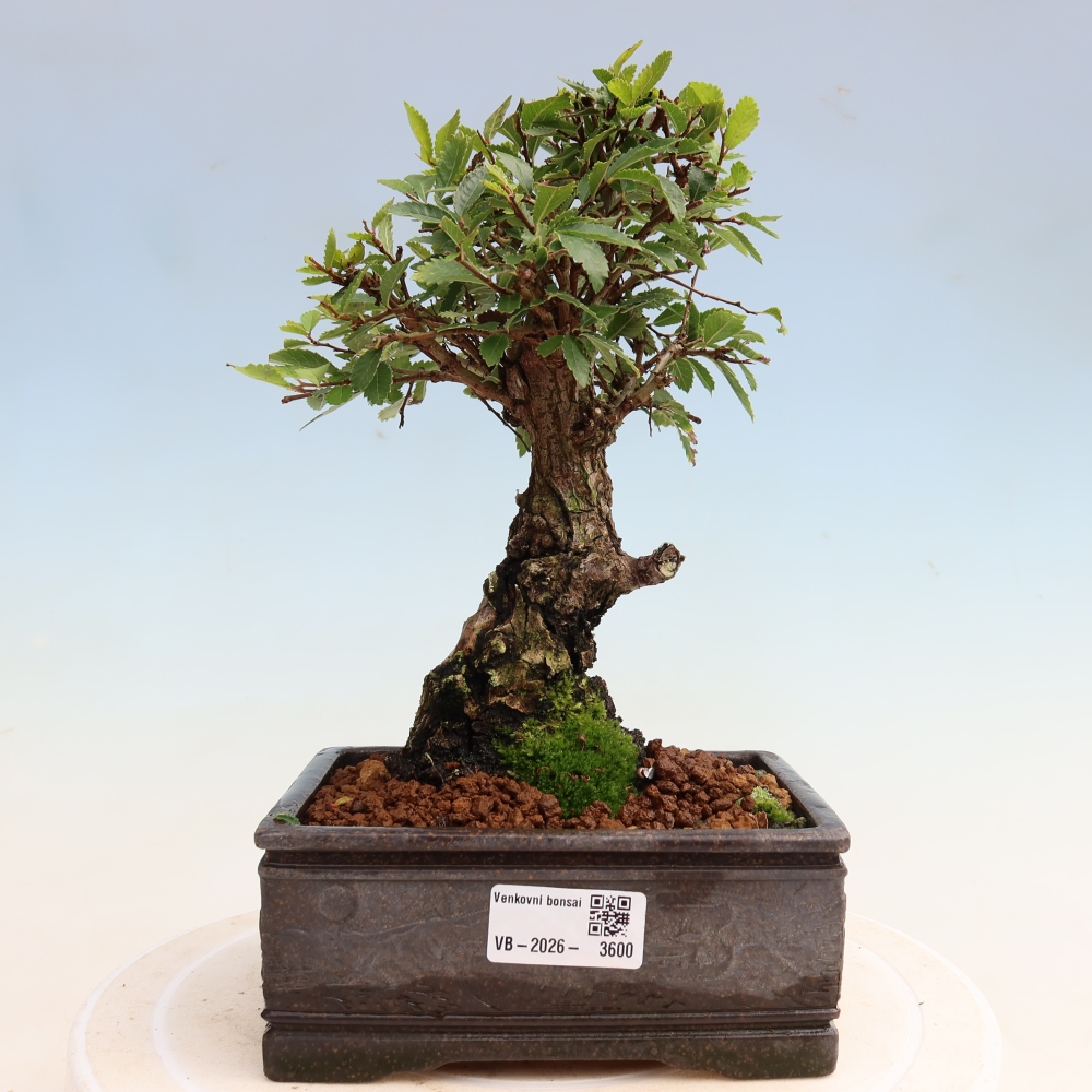 Bonsaï d'extérieur - Zelkova - Zelkova NIRE