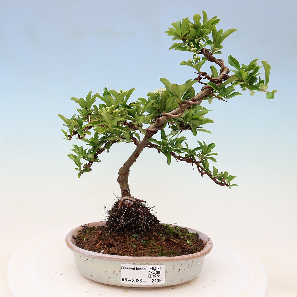 Bonsaï d'extérieur - Pyracantha teton - Pyracantha