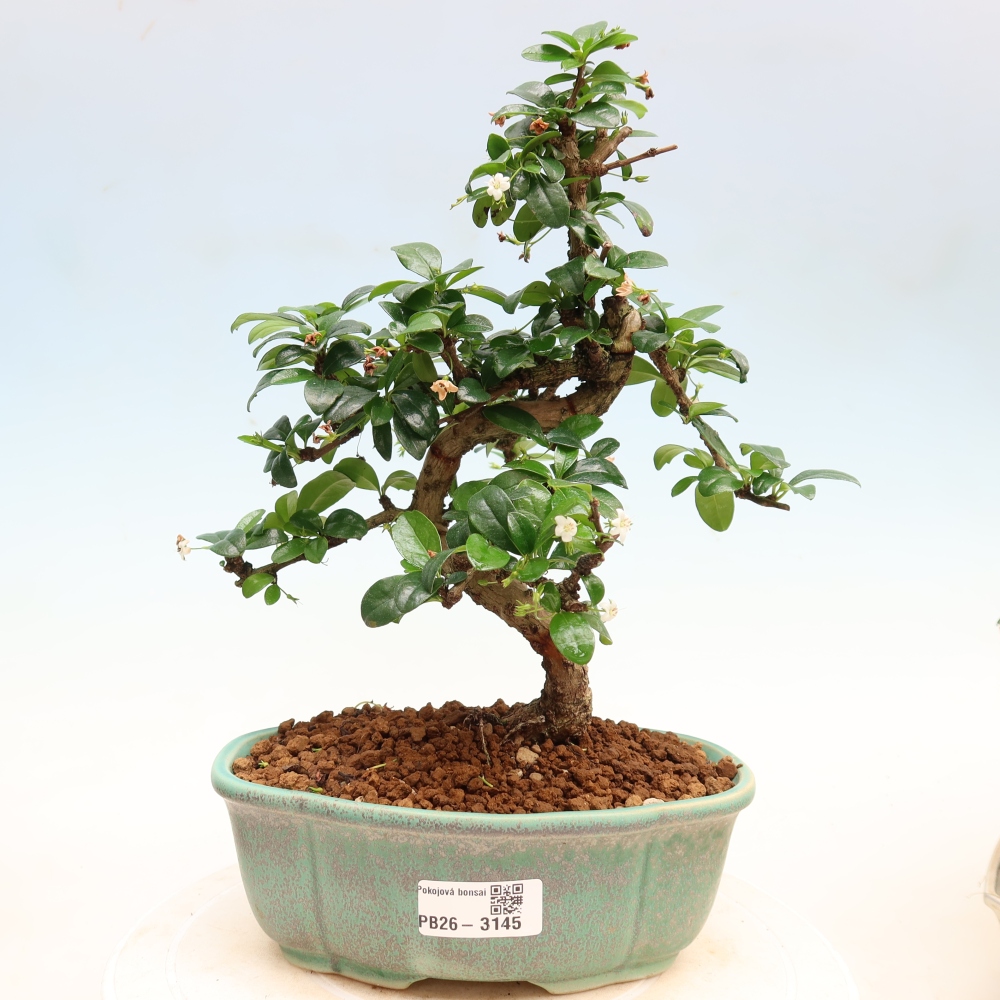Bonsaï de chambre - Carmona macrophylla - Tea fuki
