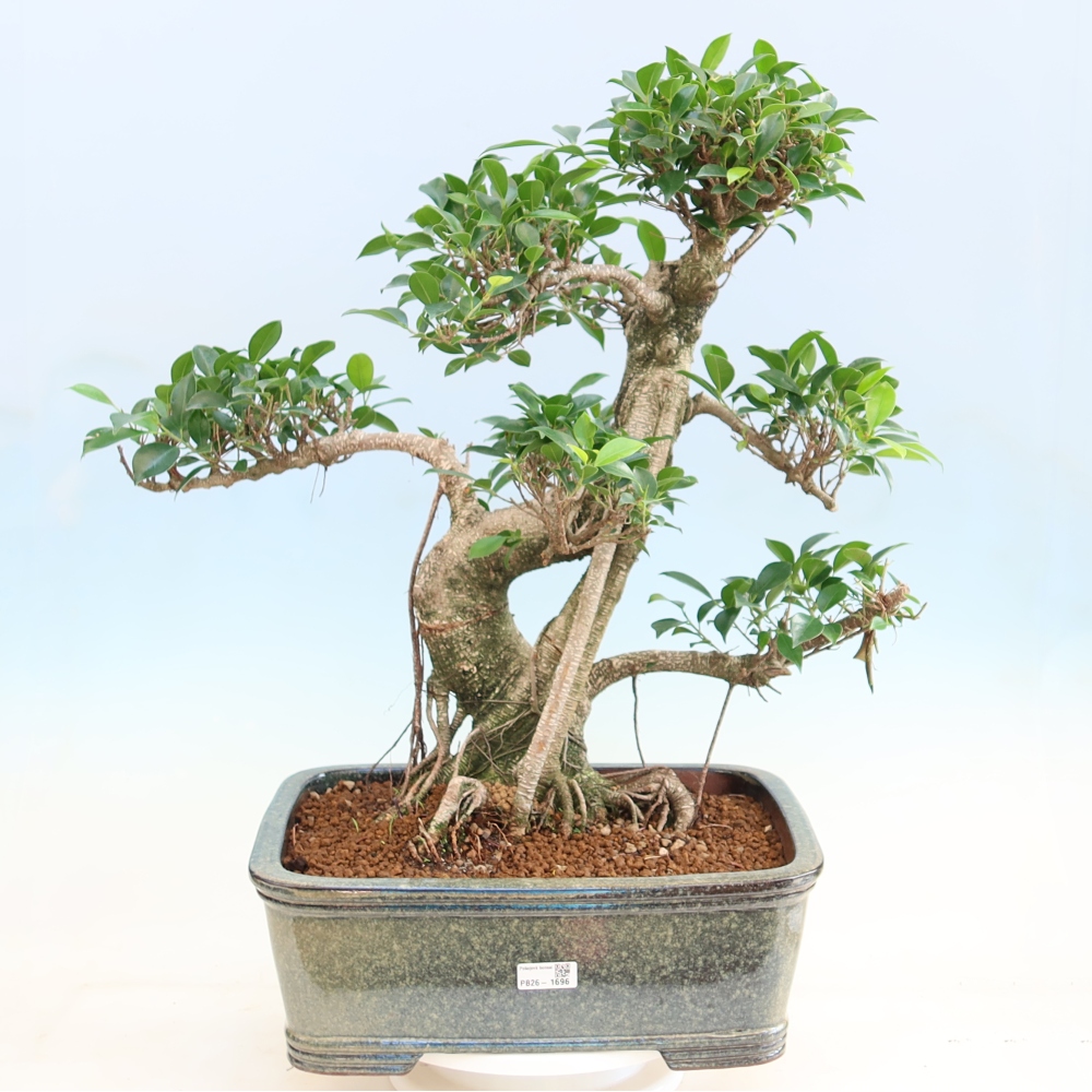 Salle bonsaï - Ficus kimmen - ficus à petites feuilles