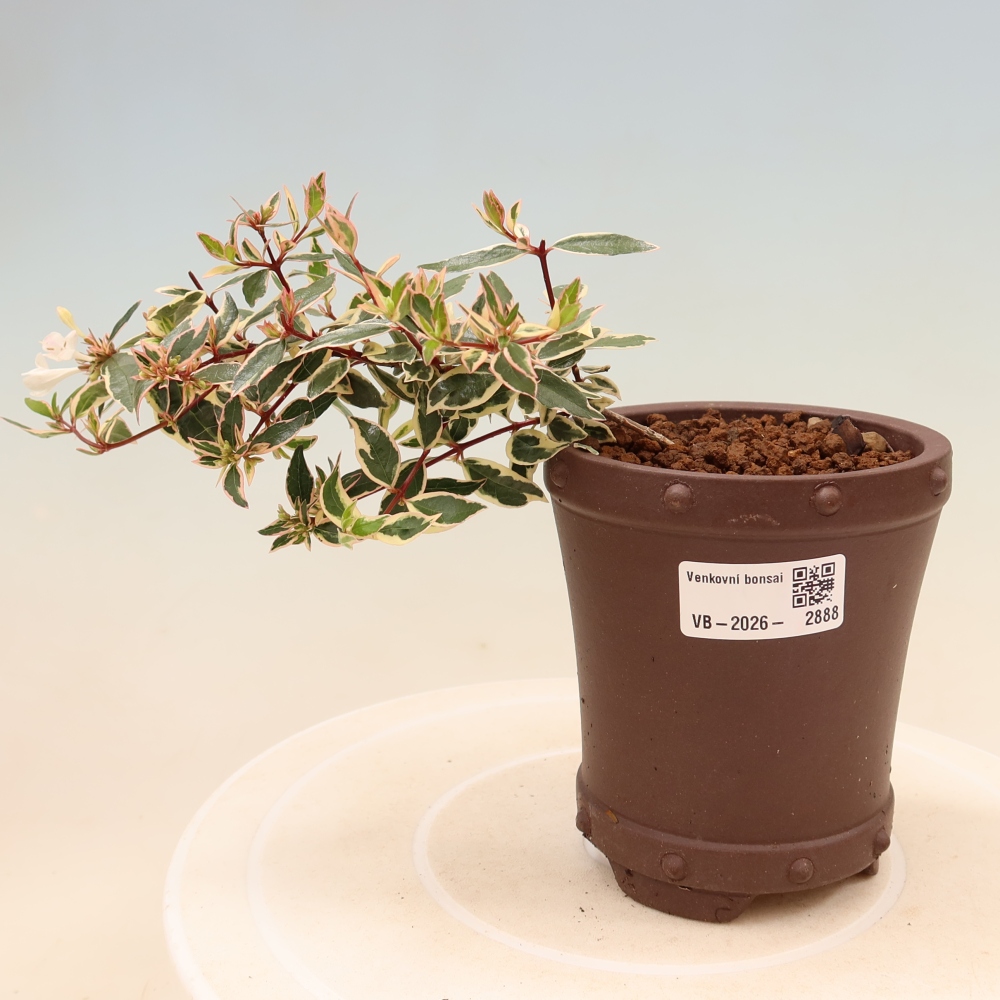 Bonsaï d'extérieur - Abelia gr. Confetti - Abélie à grandes fleurs