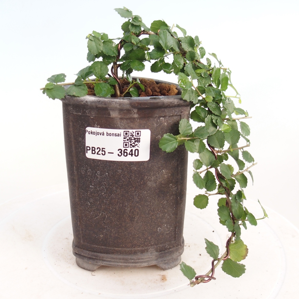 Bonsaï de chambre - Grewia sp. - Grewia malafolia