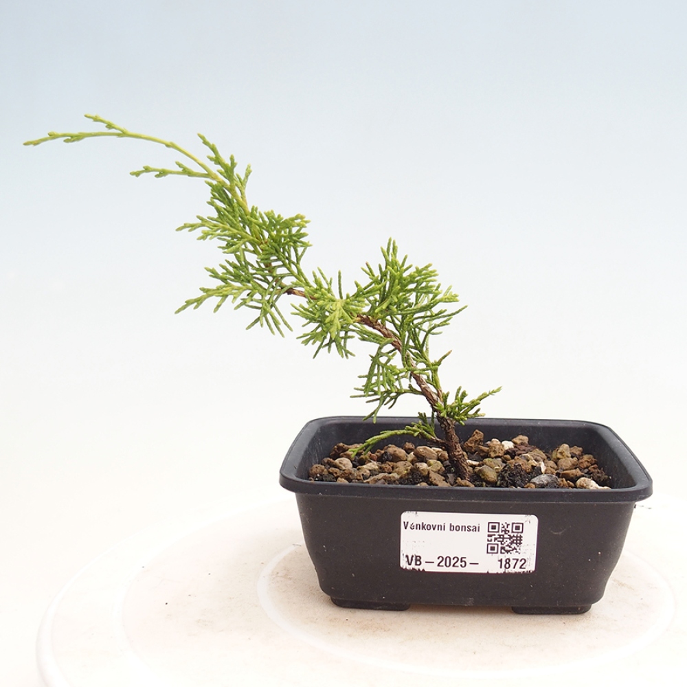 Bonsaï d'extérieur - Juniperus chinensis Itoigawa