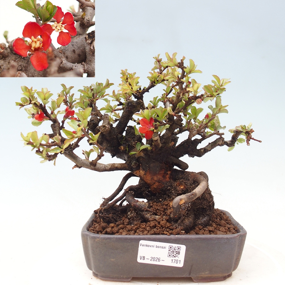 Bonsaï d'extérieur - Chaneomeles speciosa - Coing