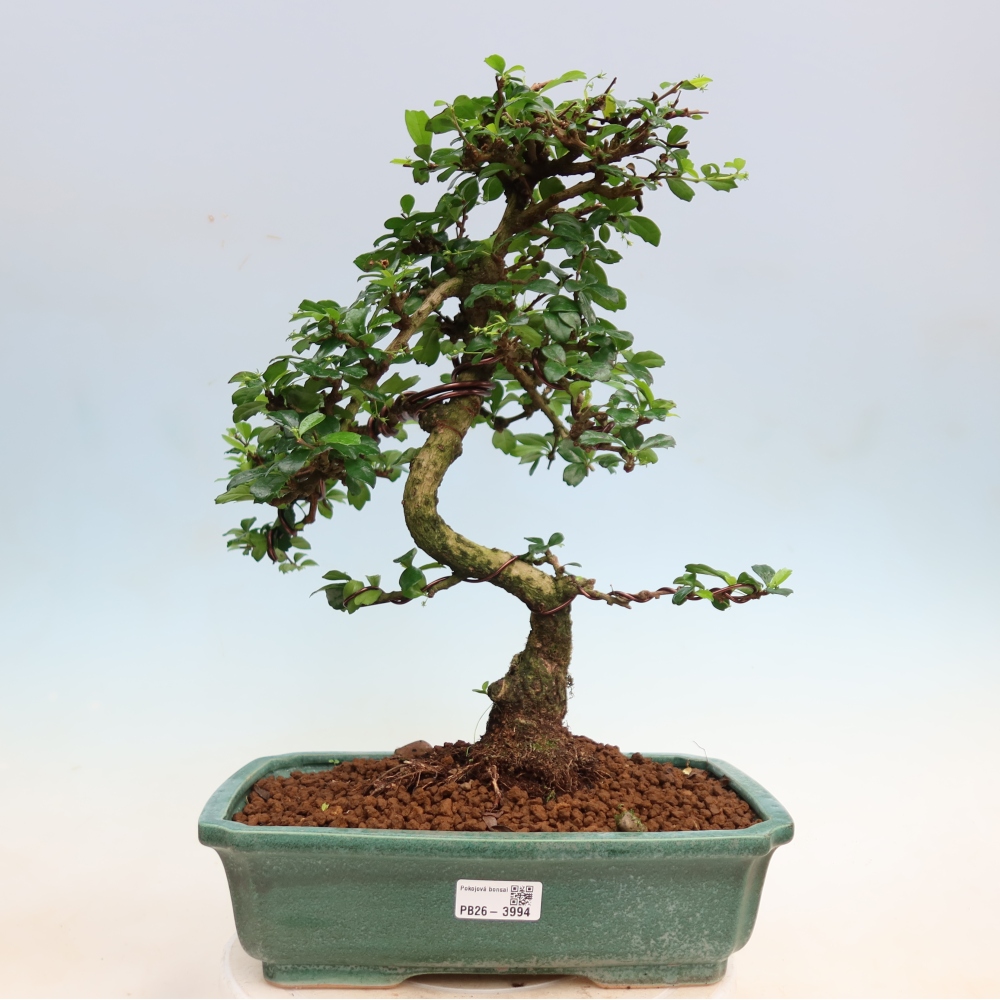 Bonsaï de chambre - Carmona macrophylla - Tea fuki