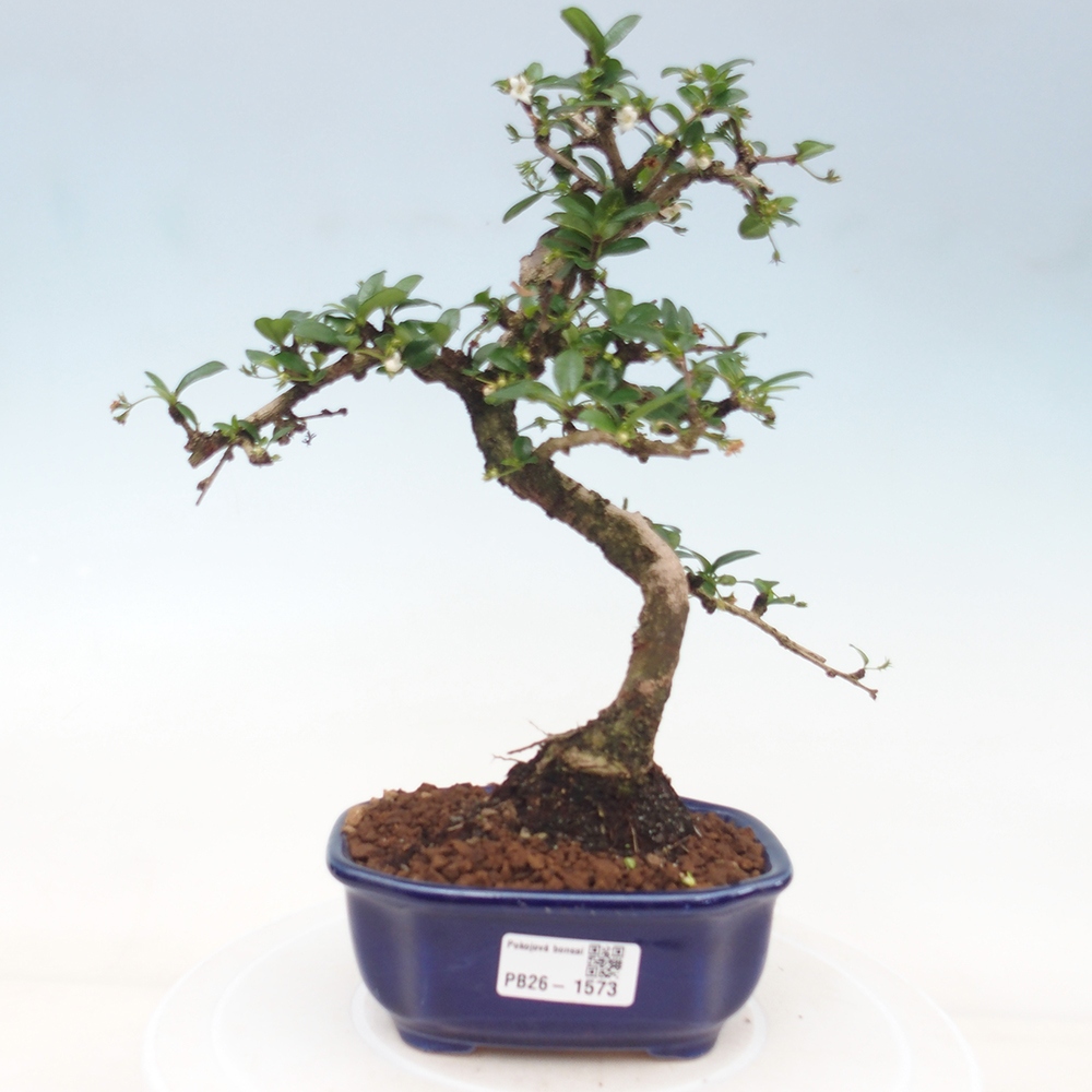 Bonsaï de chambre - Carmona macrophylla - Tea fuki