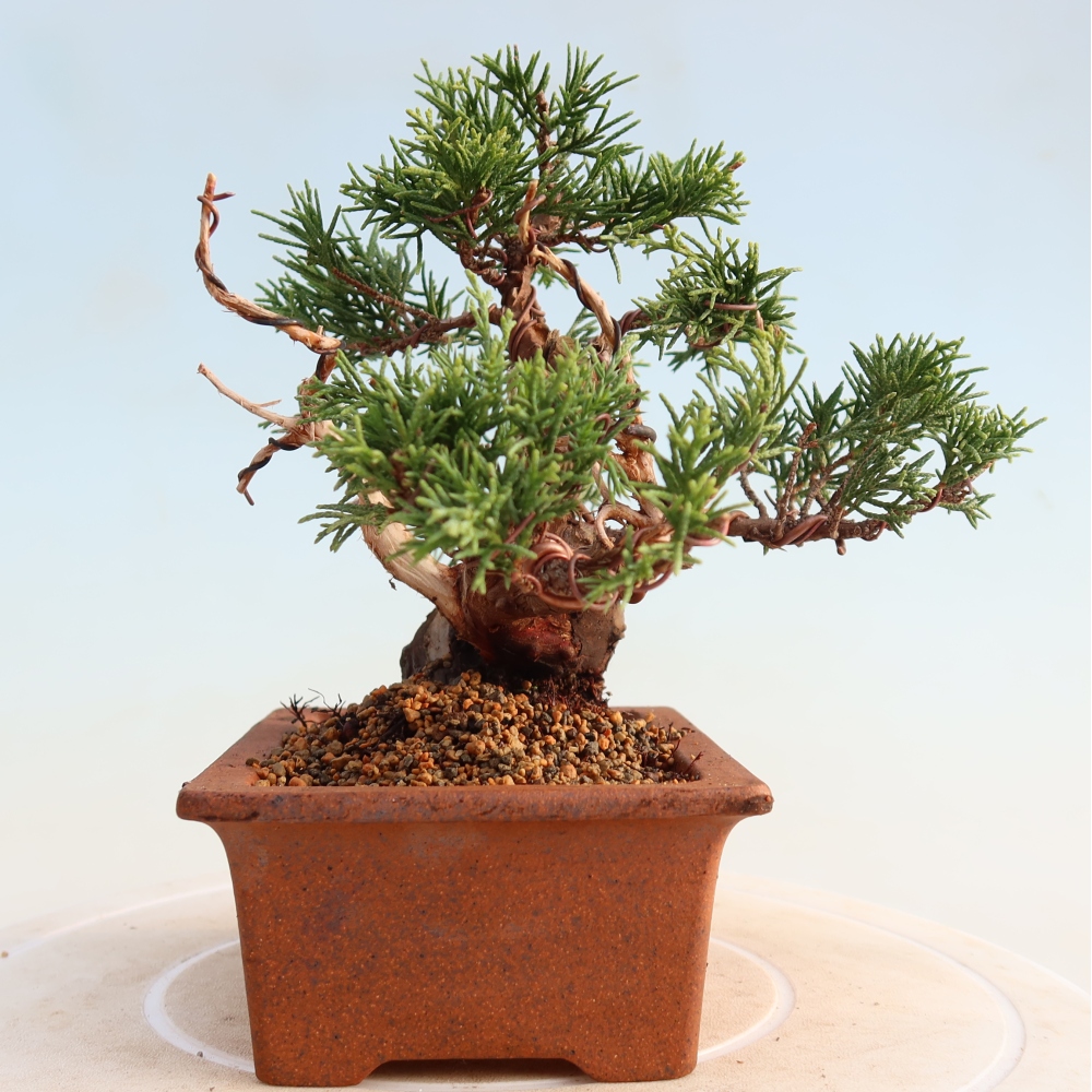 Bonsaï d'extérieur - Juniperus chinensis Itoigawa