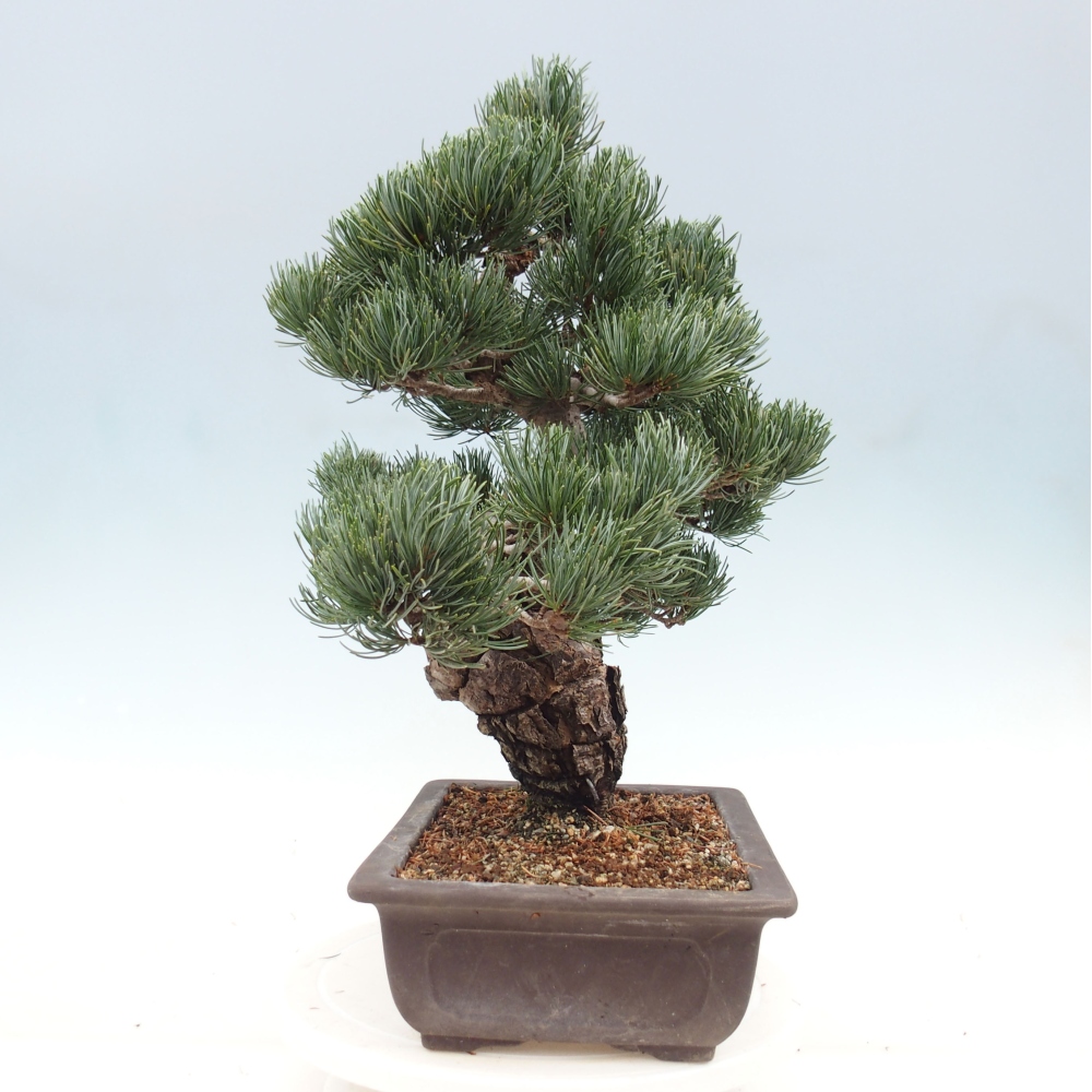 Bonsaï d'extérieur - Pinus parviflora - Pinus parviflora