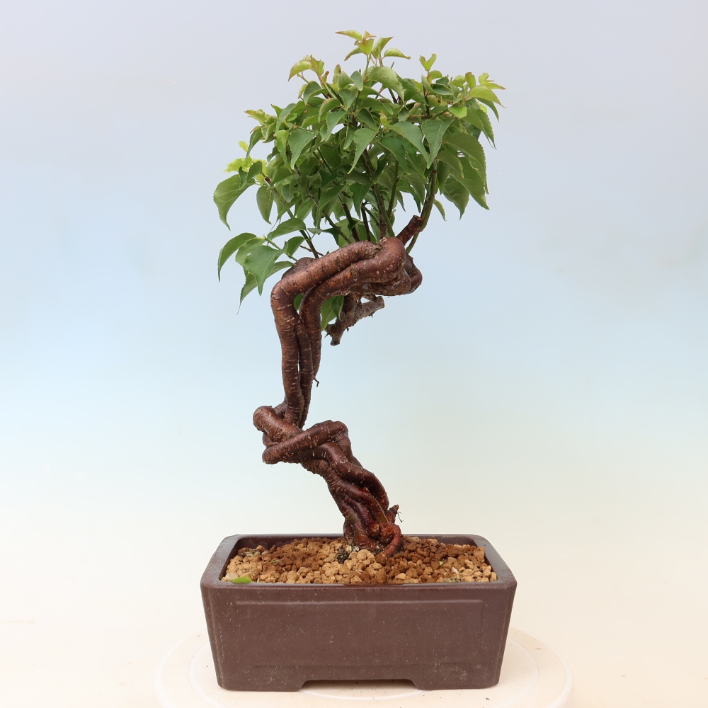 Bonsaï d'extérieur - Abricotier japonais - Prunus Mume