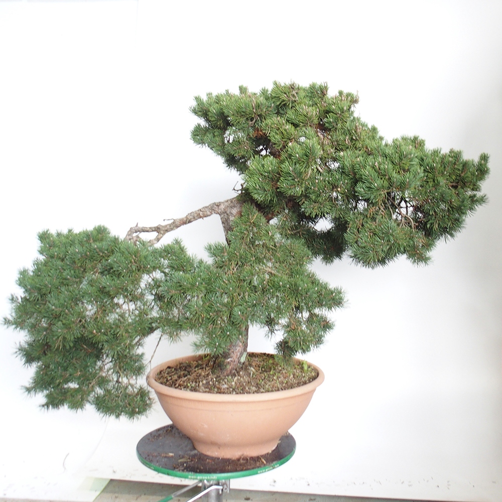 Yamadori - Pinus sylvestris Espagne