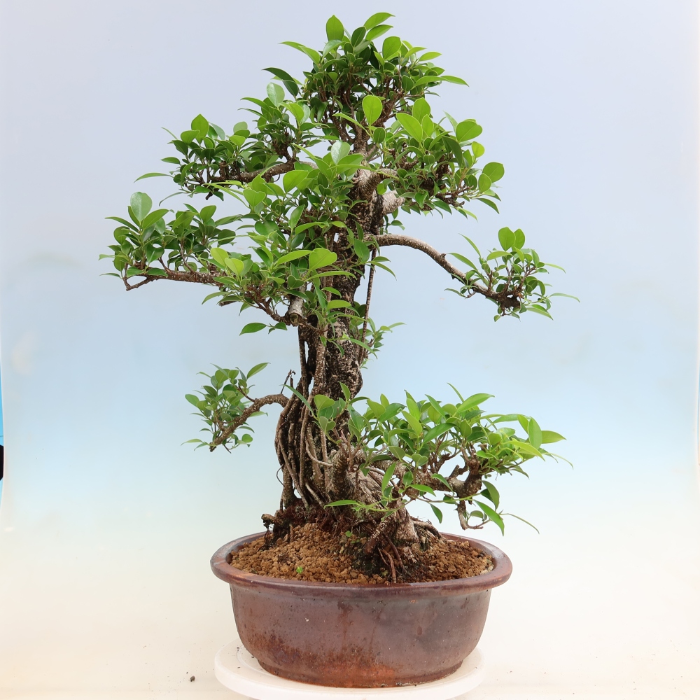 Salle bonsaï - Ficus kimmen - ficus à petites feuilles