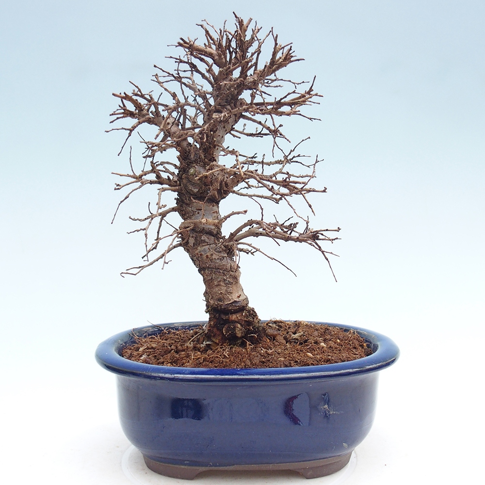 Bonsaï d'extérieur - Zelkova - Zelkova NIRE