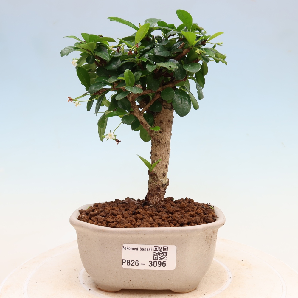 Bonsaï de chambre - Carmona macrophylla - Tea fuki