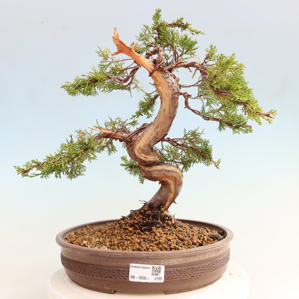 Bonsaï d'extérieur - Juniperus chinensis Itoigawa-Juniperus chinensis