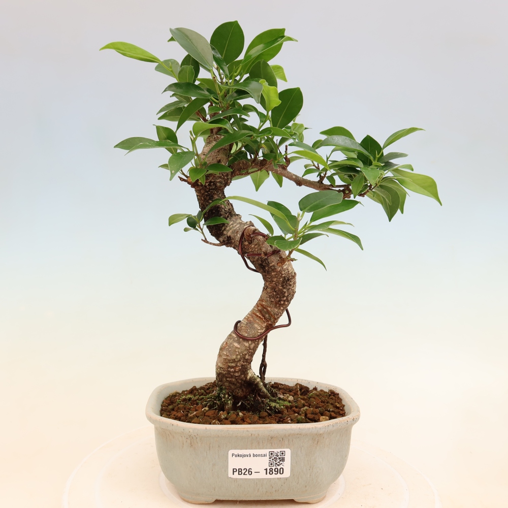 Salle bonsaï - Ficus retusa - ficus à petites feuilles