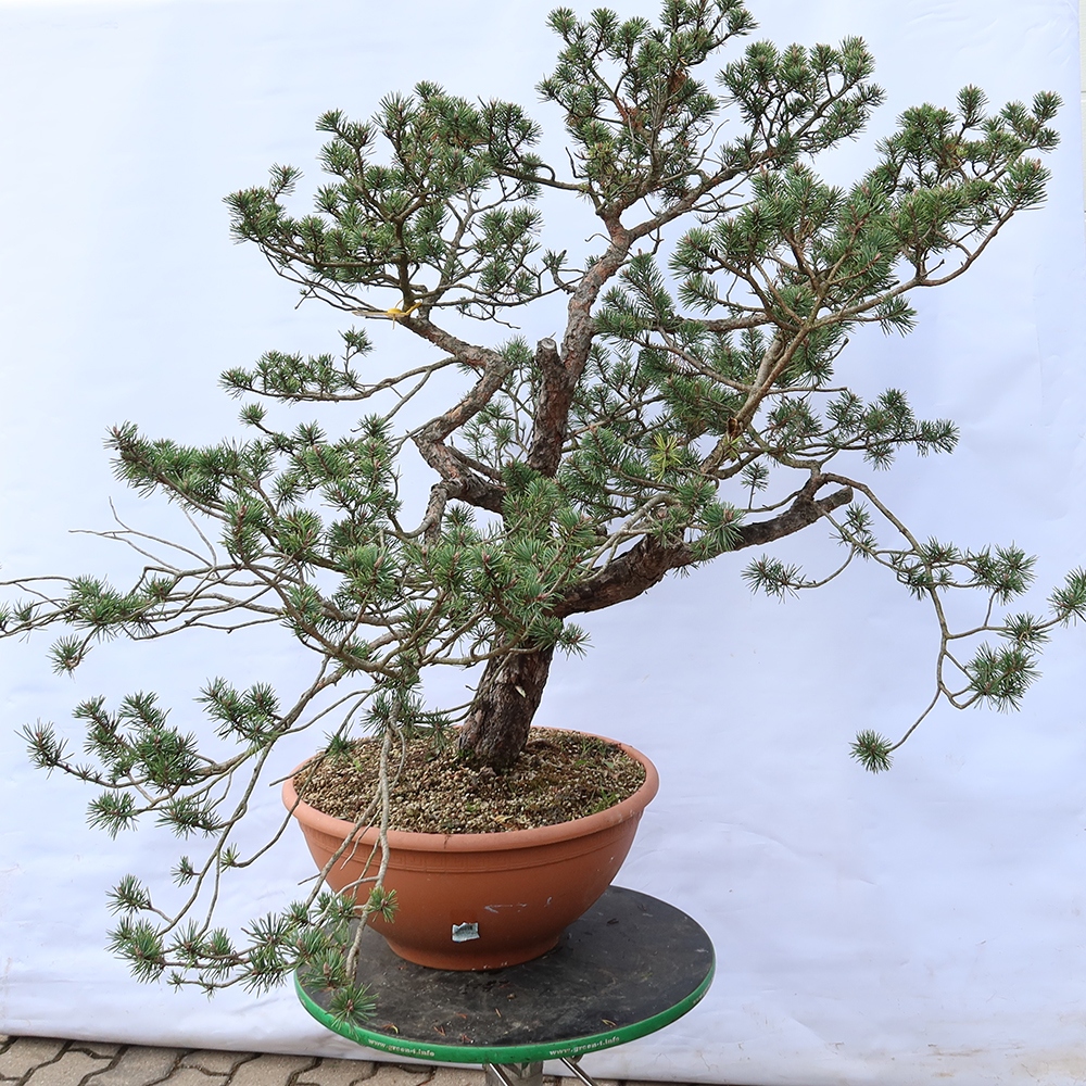 Pinus sylvestris Espagne - pin sylvestre