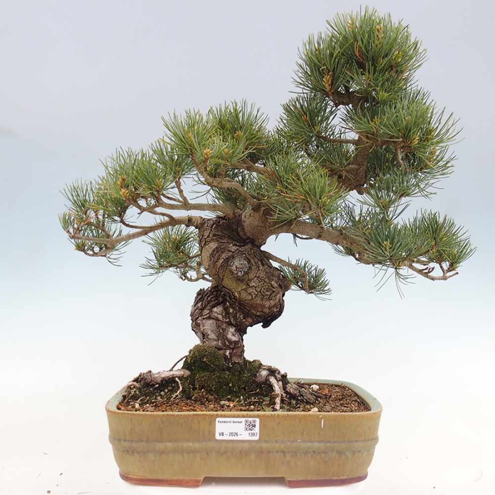 Bonsaï d'extérieur - Pinus parviflora - Pinus parviflora