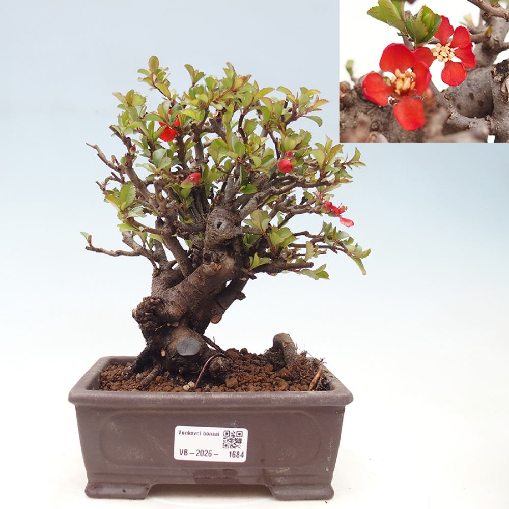 Bonsaï d'extérieur - Chaneomeles speciosa - Coing