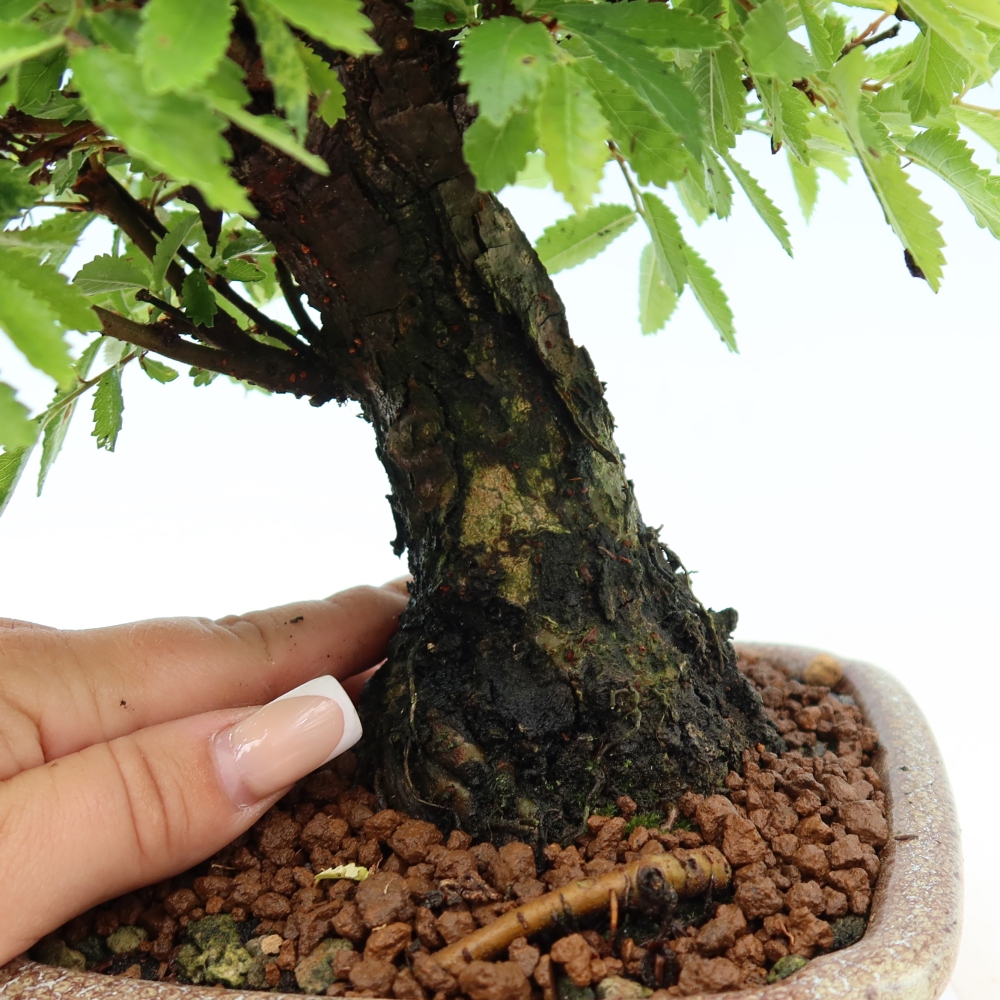 Bonsaï d'extérieur - Zelkova - Zelkova NIRE