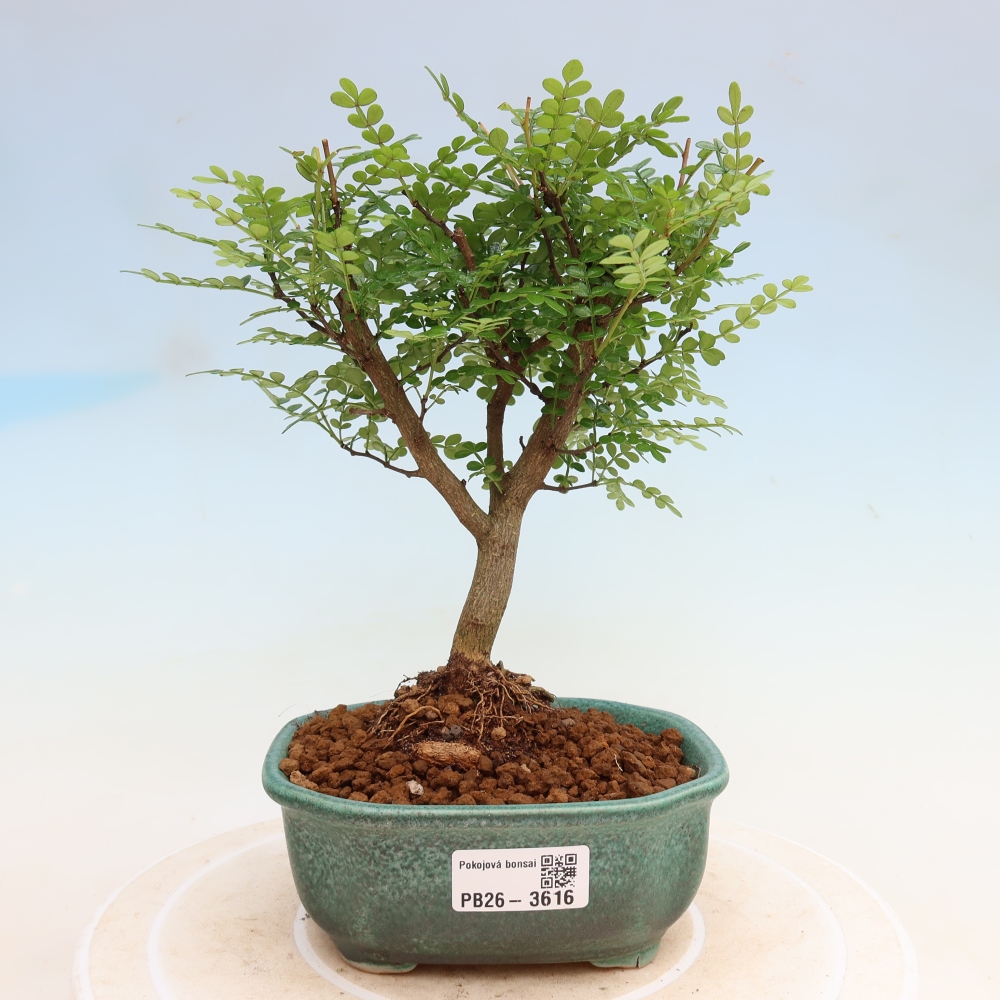 Salle bonsaï - Zantoxylum piperitum - arbre à poivre