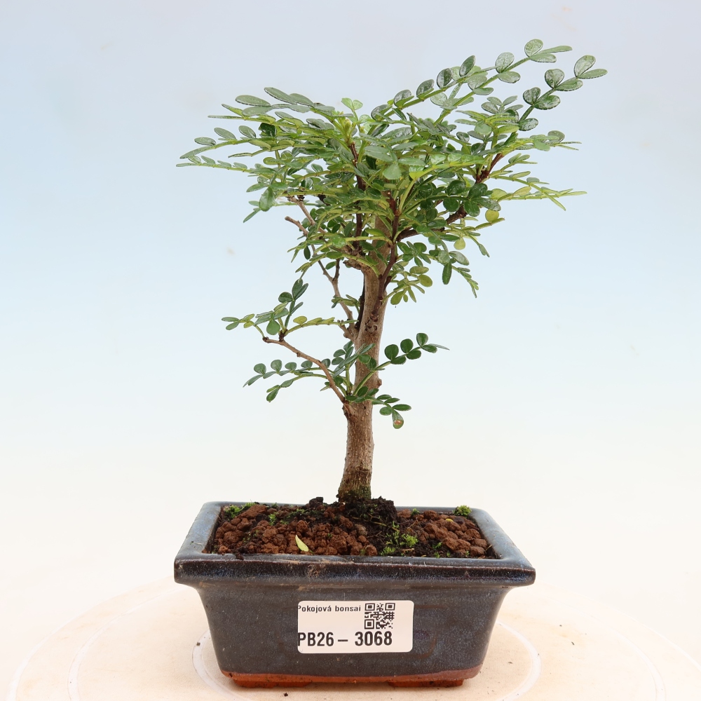 Salle bonsaï - Zantoxylum piperitum - arbre à poivre