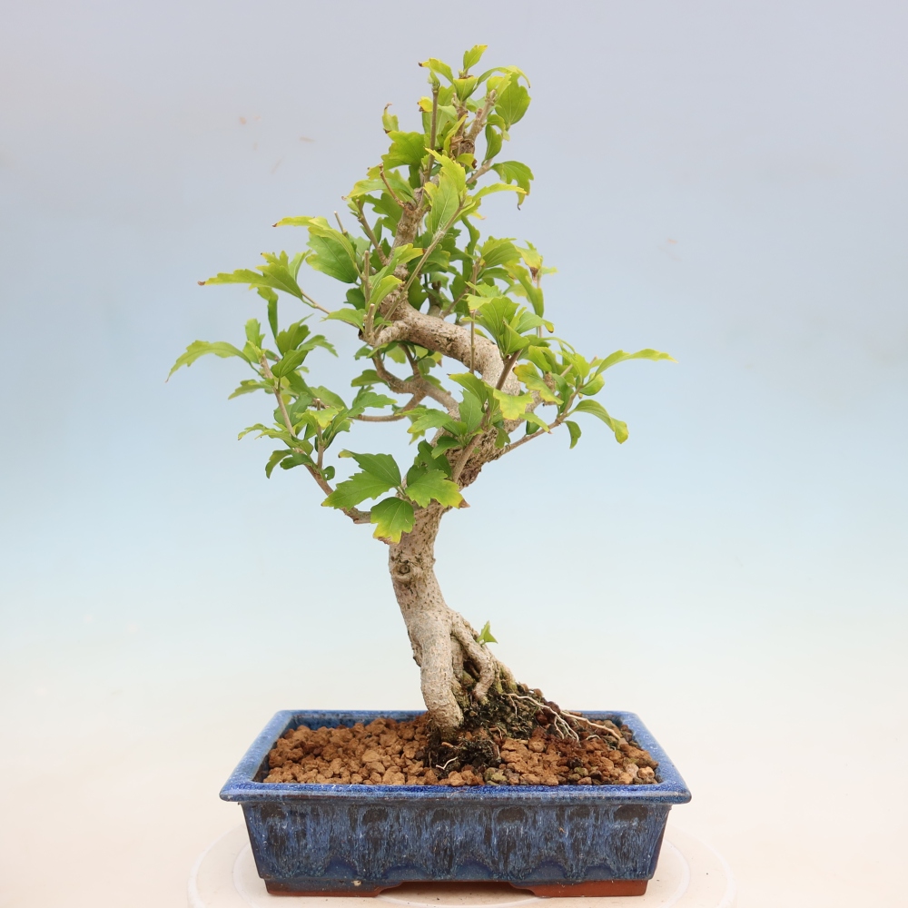 Bonsaï d'extérieur - Hibiscus syriacus - Hibiscus de Syrie