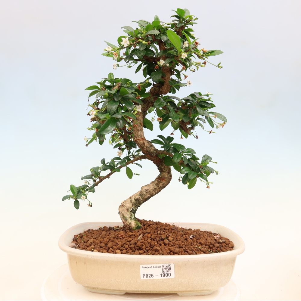 Bonsaï de chambre - Carmona macrophylla - Tea fuki