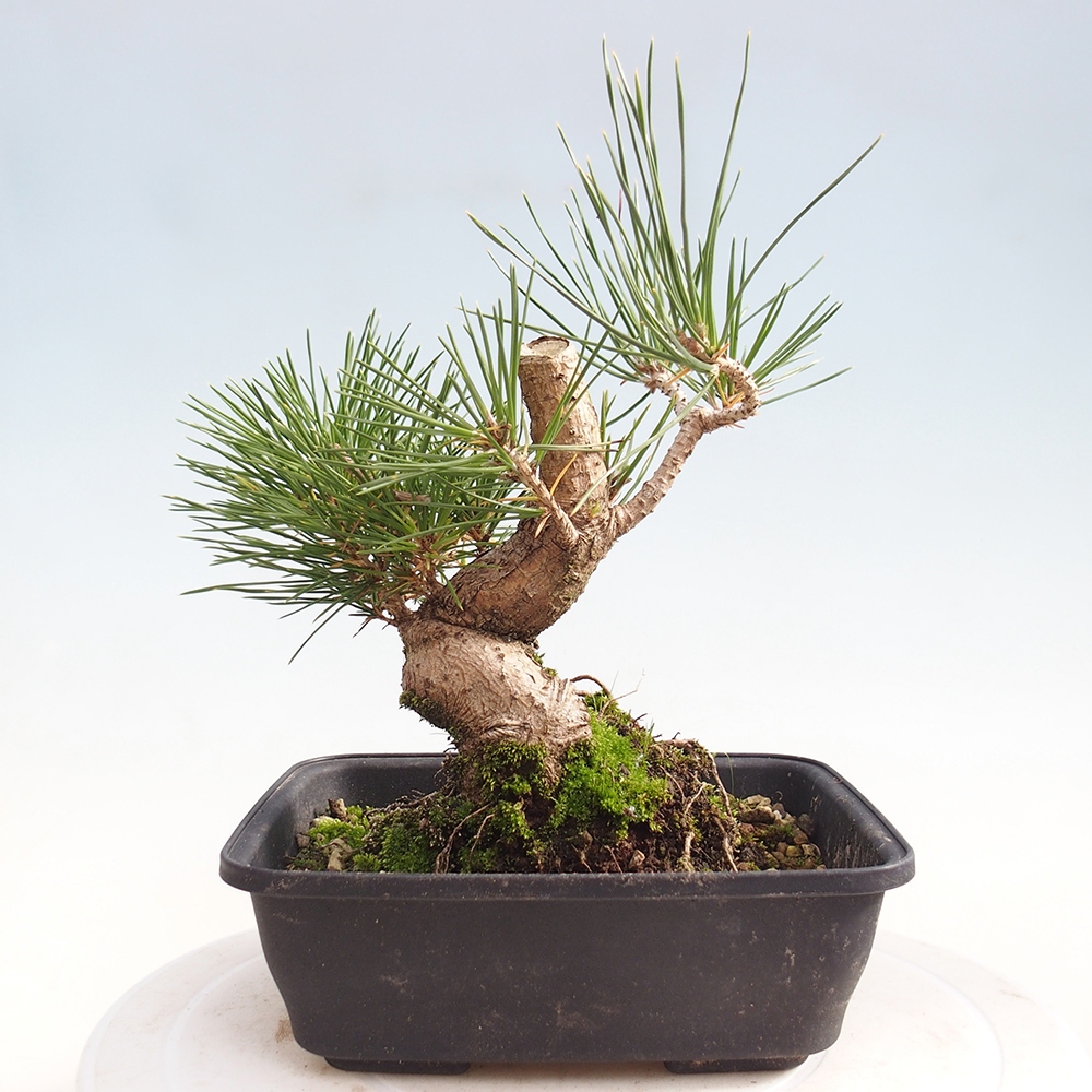 Bonsaï d'extérieur - Pinus thunbergii - Pin de Thunberg