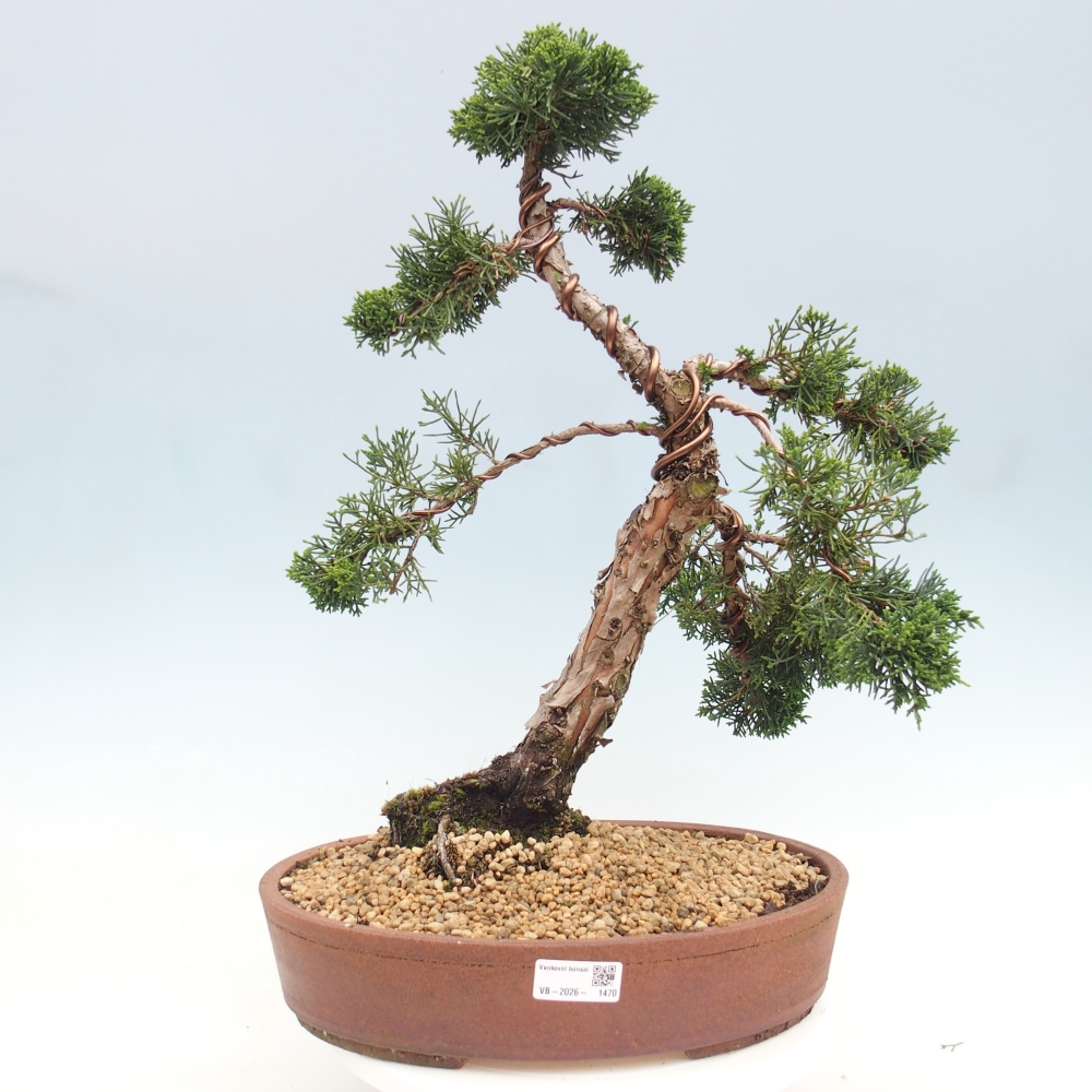 Bonsaï d'extérieur - Juniperus chinensis Kishu