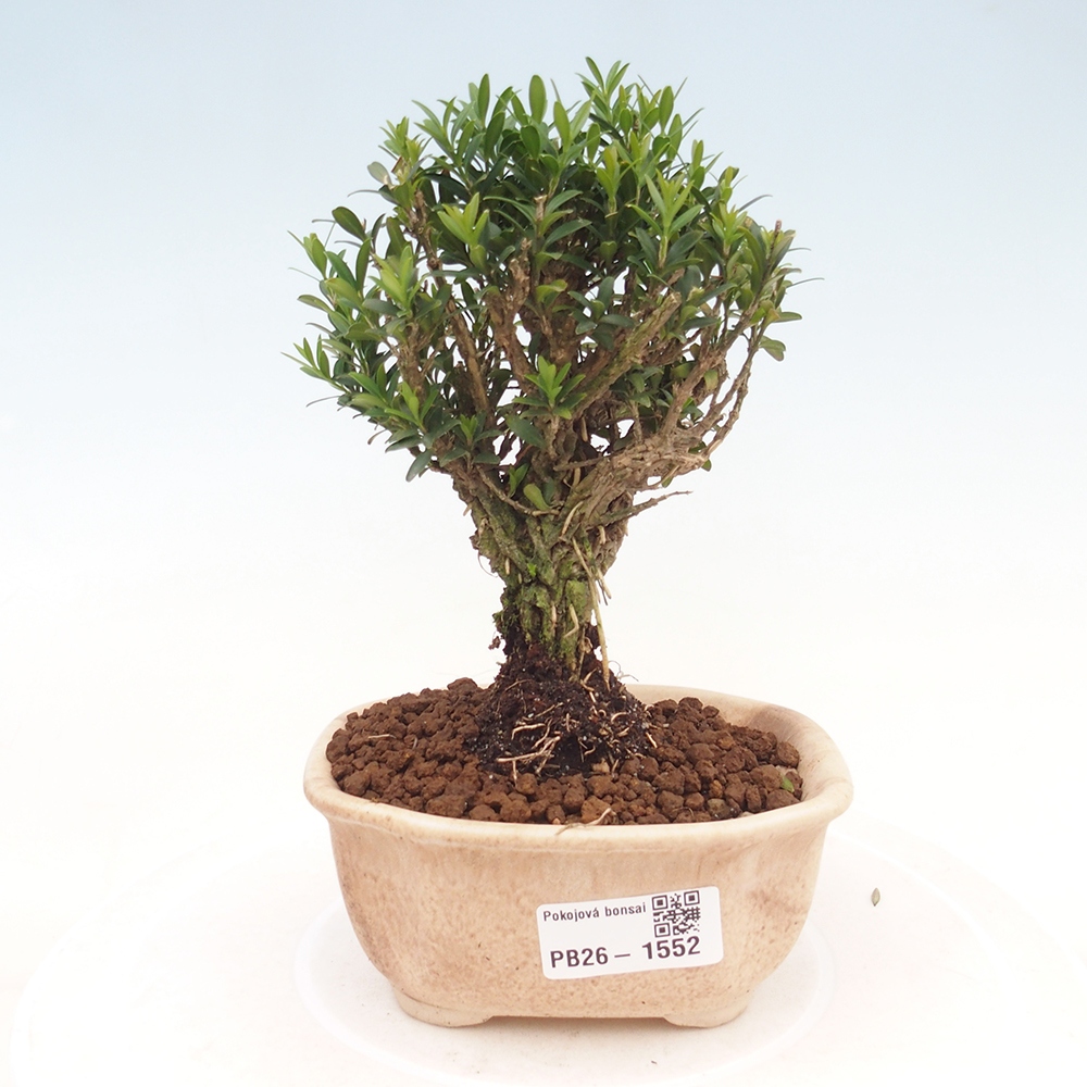 Bonsaï de chambre - Buxus harlandii - buxus liège