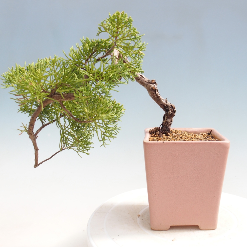 Bonsaï d'extérieur - Juniperus chinensis Kishu