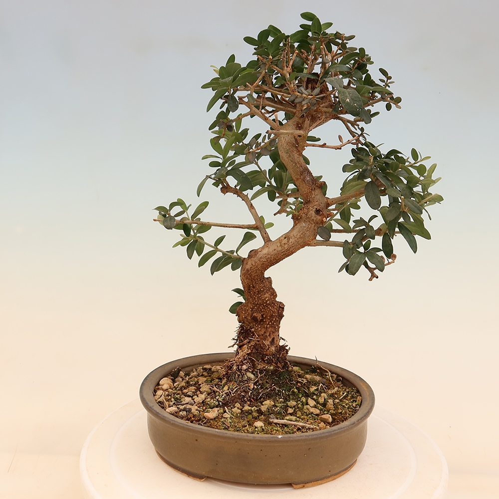 Bonsaï d'intérieur - Olea europaea sylvestris