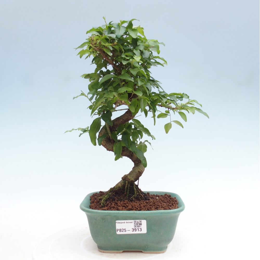 Bonsaï de chambre -Ligustrum chinensis - Bec d'oiseau