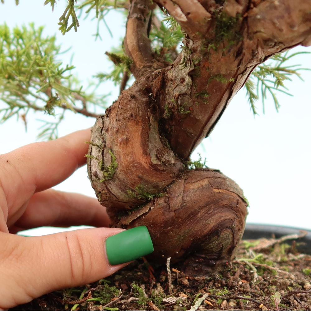 Bonsaï d'extérieur - Juniperus chinensis Itoigawa-Juniperus chinensis