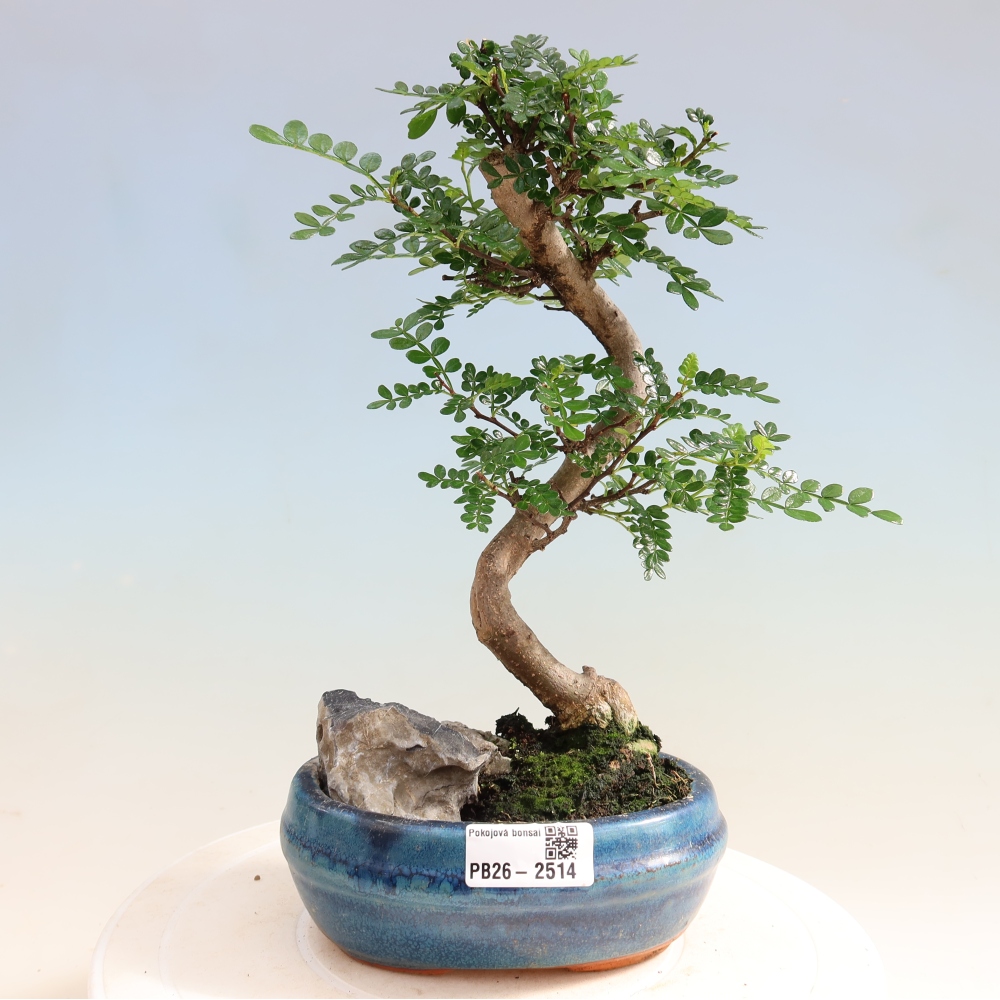 Salle bonsaï - Zantoxylum piperitum - arbre à poivre