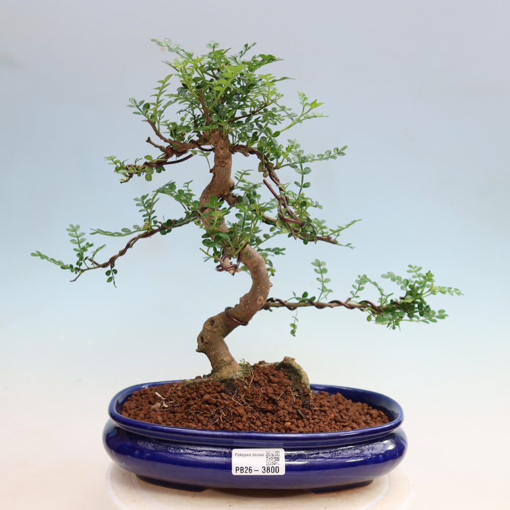 Salle bonsaï - Zantoxylum piperitum - arbre à poivre