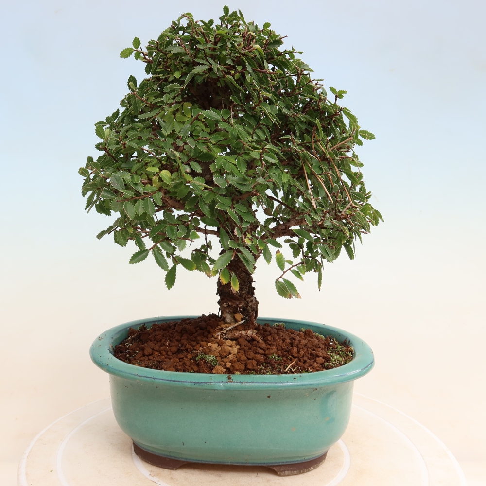 Bonsaï d'extérieur - Zelkova - Zelkova NIRE