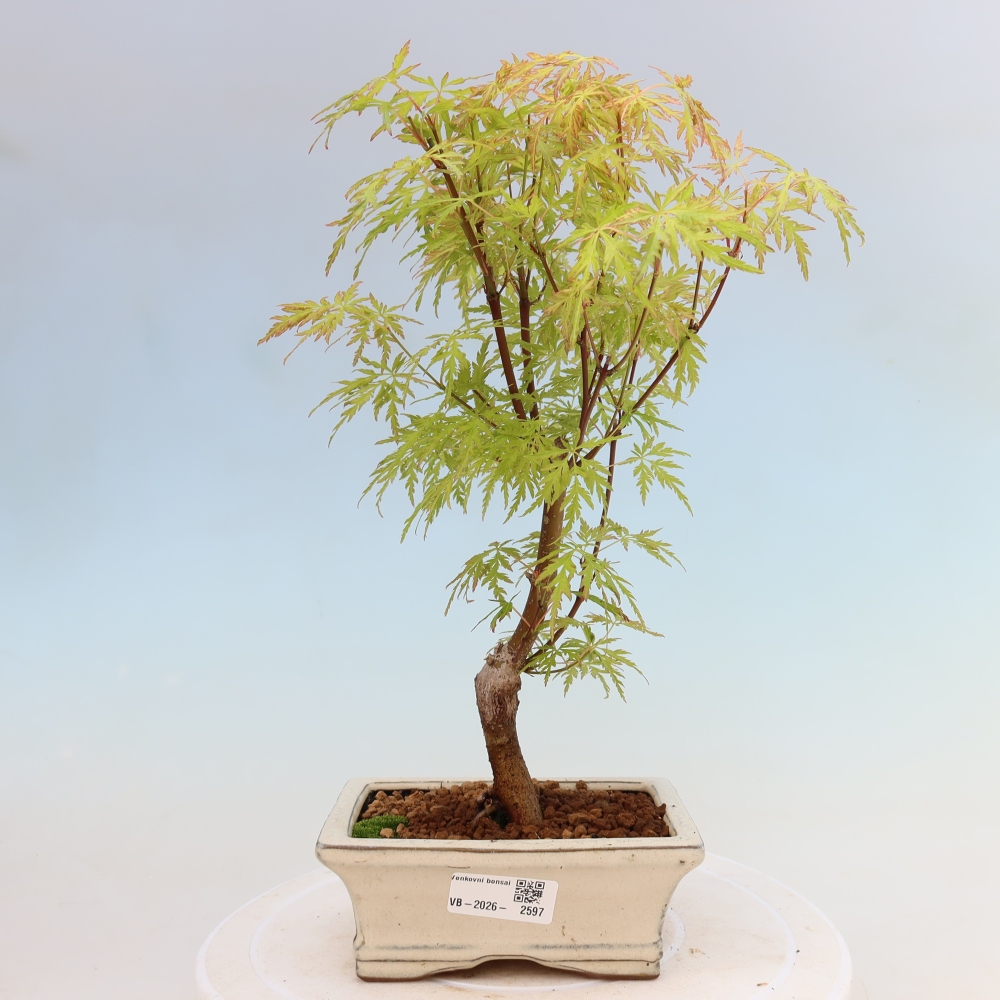 Bonsaï d'extérieur - Acer palmatum Dissectum
