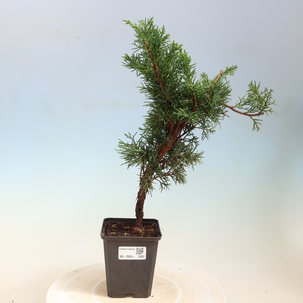 Bonsaï d'extérieur - Juniperus chinensis Kishu