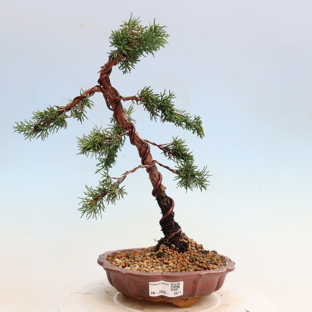 Bonsaï d'extérieur - Juniperus chinensis Kishu