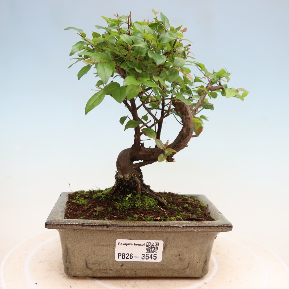 Bonsaï de chambre - Sageretia thea - Sageretia thea