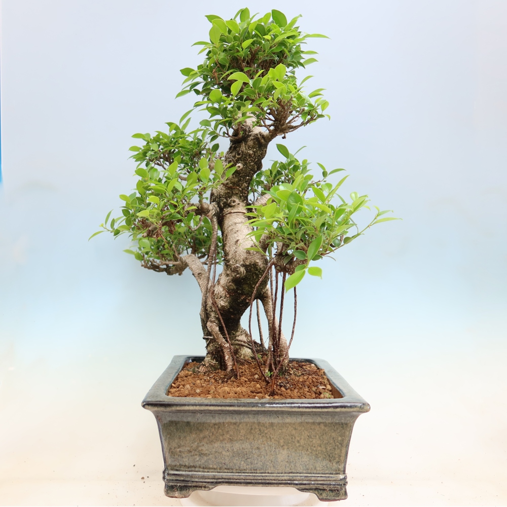 Salle bonsaï - Ficus kimmen - ficus à petites feuilles