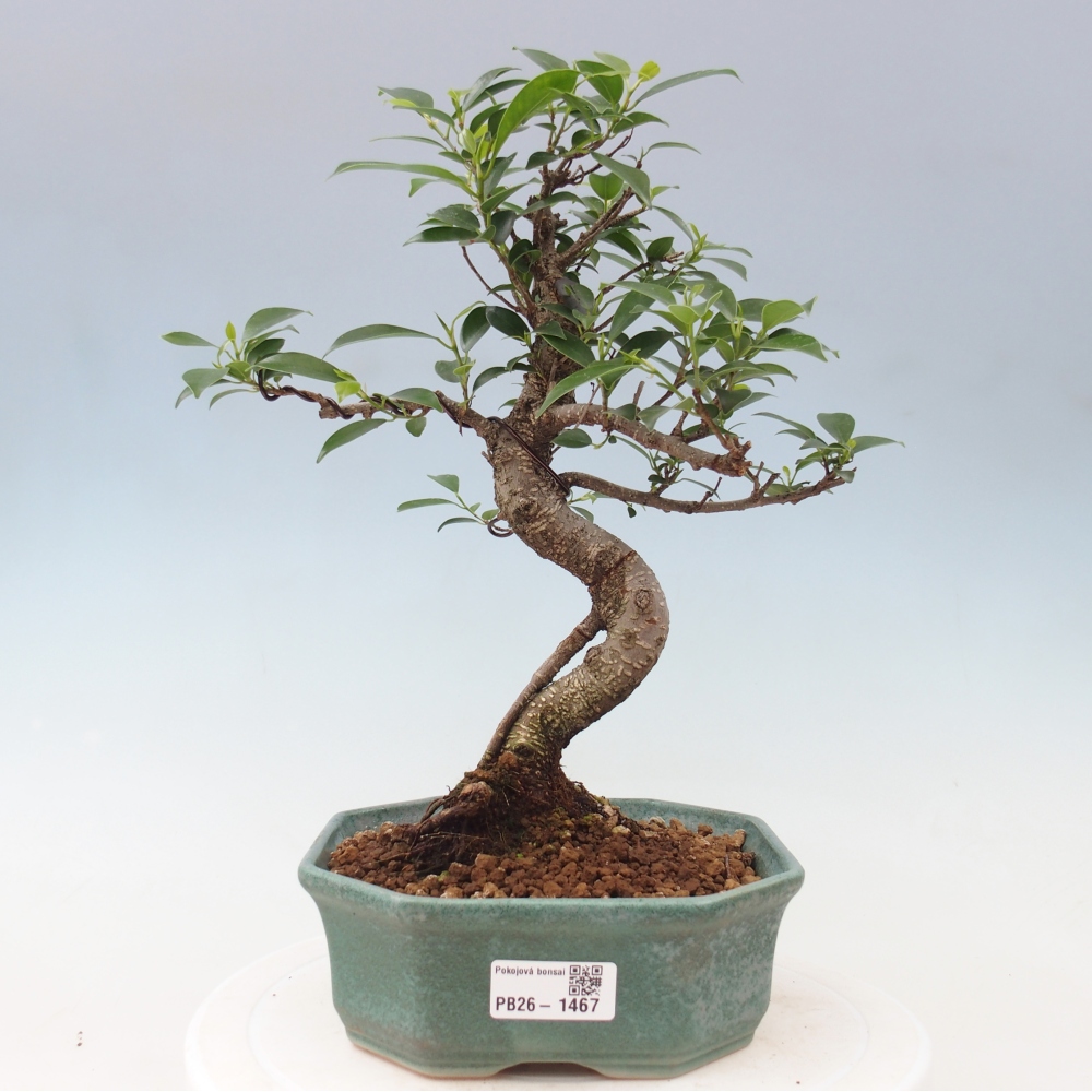 Salle bonsaï - Ficus retusa - ficus à petites feuilles
