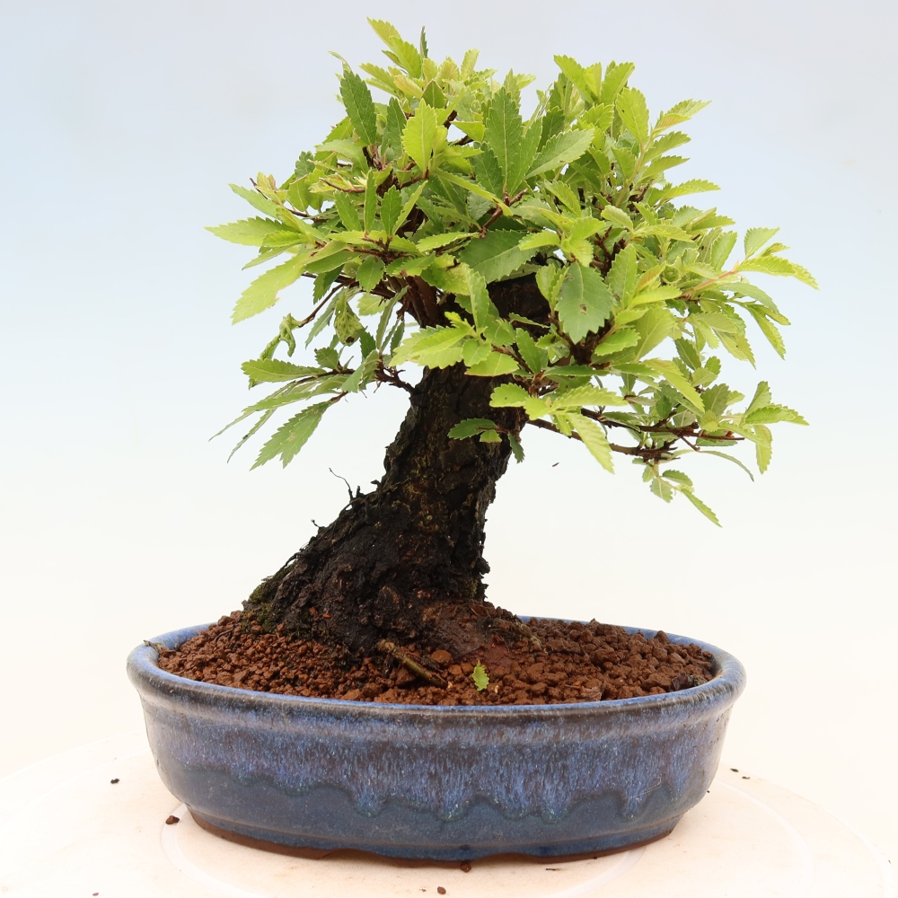 Bonsaï d'extérieur - Zelkova - Zelkova NIRE