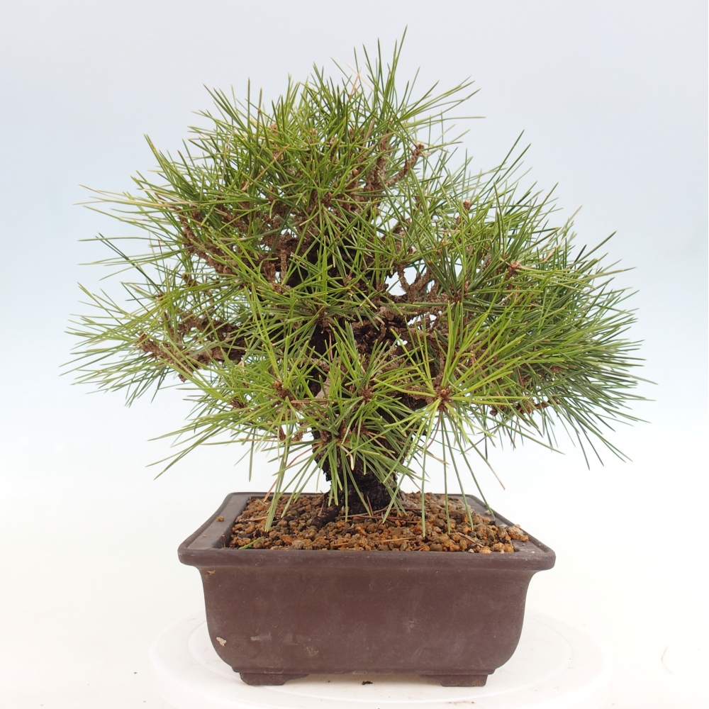 Bonsaï d'extérieur - Pinus thunbergii - Pin de Thunberg