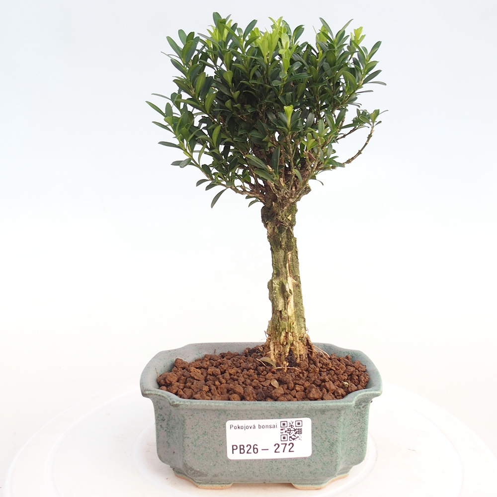 Bonsaï de chambre - Buxus harlandii - buxus liège