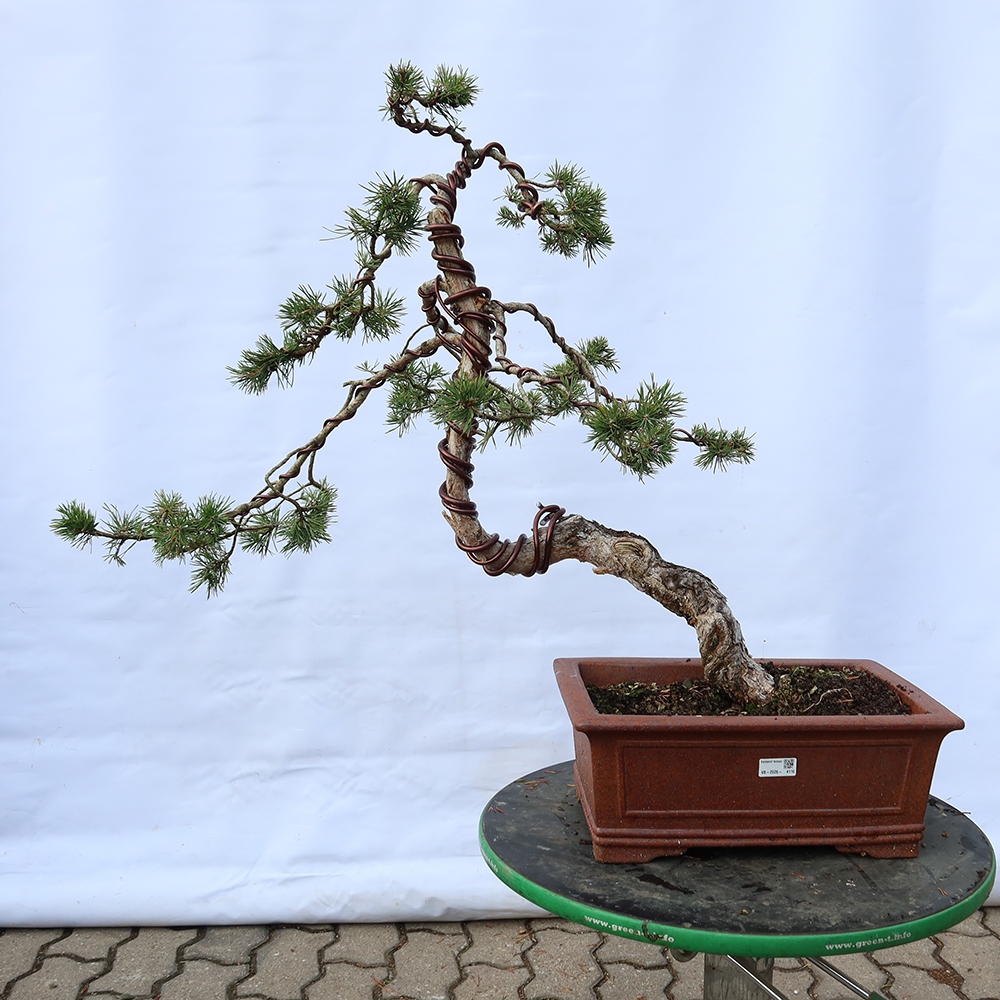 Pinus sylvestris Espagne - pin sylvestre
